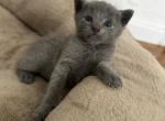 Russian Blue Litter - Russian Blue Kitten For Sale - 