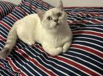 Cloe - Scottish Straight Kitten For Sale - Brooklyn, NY, US