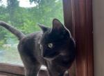 Grey Babe - Chartreux Cat For Adoption - Jeffersonville, VT, US