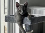 Loki Luka - Domestic Kitten For Adoption - Richardson, TX, US