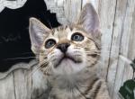 Everett - Savannah Kitten For Sale - Franklin, NC, US