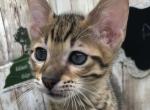 Austin - Savannah Kitten For Sale - Franklin, NC, US