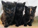 Comet babies poly - Maine Coon Kitten For Sale - New Laguna, NM, US