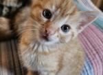 Tom - Domestic Kitten For Adoption - 