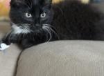 Bambii - Domestic Kitten For Sale - West Springfield, MA, US