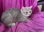 Blue Tabby British Shorthair girl Astra - British Shorthair Kitten For Sale - 