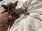SUNEBEE OSH - Oriental Kitten For Sale - Cassatt, SC, US