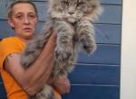 Fox - Maine Coon Kitten For Sale - Virginia Beach, VA, US