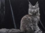 Dana - Maine Coon Kitten For Sale - Virginia Beach, VA, US