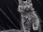 Djenifer - Maine Coon Kitten For Sale - Virginia Beach, VA, US