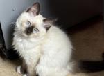 Paris - Ragdoll Kitten For Sale - Mount Joy, PA, US