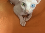 Asya - Sphynx Kitten For Sale - NY, US