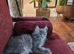 Jr Mr Mittens - Maine Coon Kitten For Sale - Susanville, CA, US