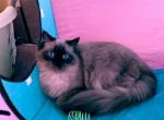 Inca - Ragamuffin Cat For Sale - 