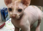 Fluffy - Sphynx Kitten For Sale - NY, US