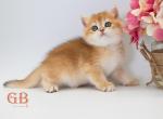 Vesper - British Shorthair Kitten For Sale - Ashburn, VA, US