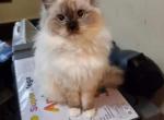 Polar Bear - Ragdoll Cat For Sale - 