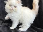 Tucker - Persian Kitten For Sale - Callahan, FL, US