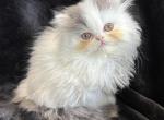 ALEXIS - Persian Kitten For Sale - Callahan, FL, US