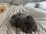 Grey - Scottish Fold Kitten For Sale - 