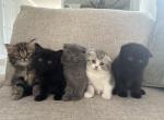 Coffeee - Scottish Fold Kitten For Sale - 