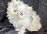 Callie - Persian Kitten For Sale - Callahan, FL, US