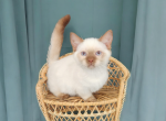 Ganache - Munchkin Kitten For Sale - 