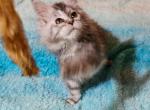 Lilly  poly female - Maine Coon Kitten For Sale - PA, US