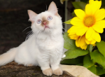 Trifle - Munchkin Kitten For Sale - 