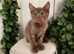 Chai - Munchkin Kitten For Sale - Joplin, MO, US