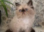 Murphy Seal Point Persian - Persian Kitten For Sale - Delta, PA, US