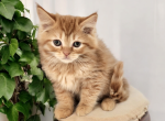 Phoenix - Munchkin Kitten For Sale - Joplin, MO, US
