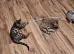 Sikara is the Mother - Bengal Kitten For Sale - Duhring, WV, US