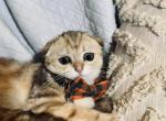 Cutie - Persian Kitten For Sale - Springfield, VA, US
