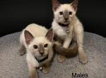 Siamese Kittens born on Eclipse Day - Siamese Kitten For Sale - Rochester, NY, US