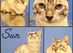 Sun Genetta Bengal Munchkin DRASTICALLY REDUCED - Munchkin Cat For Sale/Service - Lebanon, TN, US