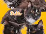 Dahlia - Minuet Kitten For Sale - Lebanon, TN, US