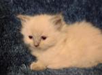 Sasha - Ragdoll Kitten For Sale - Troy, KS, US