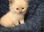 Misty - Ragdoll Kitten For Sale - Troy, KS, US
