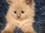 Roy - Ragdoll Kitten For Sale - Troy, KS, US