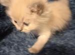Lucky - Ragdoll Kitten For Sale - Troy, KS, US