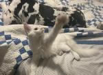 Ivan - Maine Coon Kitten For Sale - 
