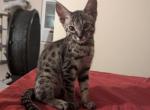 Sleek & Chic Savannahs - Savannah Kitten For Sale - Colorado Springs, CO, US