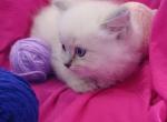 LuLu Berry Blue Lynx Girl Brown Collar - Ragdoll Kitten For Sale - New York, NY, US