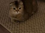 Molan - Scottish Fold Cat For Sale - Falls Church, VA, US