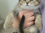 Glow - Scottish Fold Kitten For Sale - Cheney, WA, US