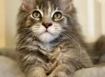 Skittles - Maine Coon Kitten For Sale - New Park, PA, US