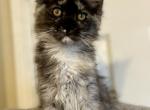Poppy - Maine Coon Kitten For Sale - New Park, PA, US