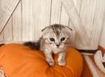 Sugars Scottish folds - Scottish Fold Kitten For Sale - Denver, CO, US