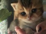 Scottish Straight - Scottish Straight Kitten For Sale - Mount Vernon, WA, US